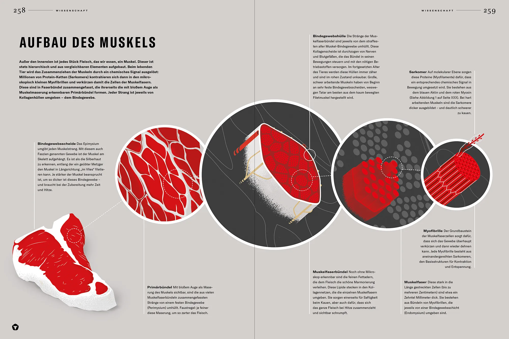 Illustration de la structure du muscle pour la 'Dry Ager Bible'